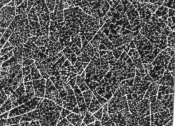 the brightness of the day